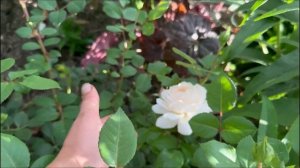 Прогулка по саду. Цветение роз: Дессе, Пиано Аскот, Джа?