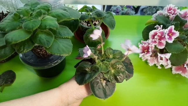 Про грунт для фиалок и его обработку) Болталочка) смотреть онлайн