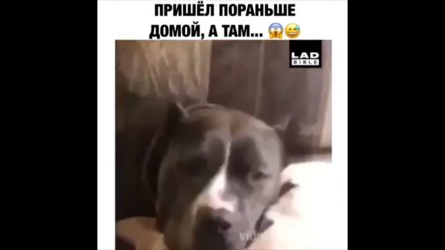 4  МИНУТ СМЕХА ДО СЛЁЗ. ЛУЧШИЕ ПРИКОЛЫ С ИНСТАГРАМ 2020 #6