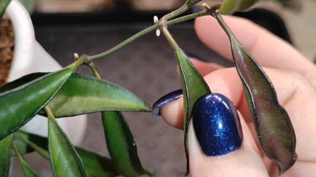 Работаю с хойками (Coriacea Silver, Compacta, Vaietti) смотреть онлайн