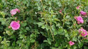 Самые обильноцветущие сорта роз для вашего сада. Розы