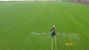 Листно торене на хлебна пшеница