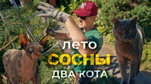 Лето, сосны, два кота. Нюансы обрезки сосны с Андреем Тихомировым