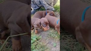 Утро начинается не с кофе)