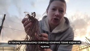 КАК ПРАВИЛЬНО САЖАТЬ ФЛОКСЫ ИЗ ПАКЕТА