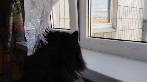 Кошкин прыжок😄.Охота за птицами..