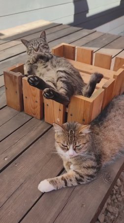 Кот Мурзик отдыхает во дворе в кроватке