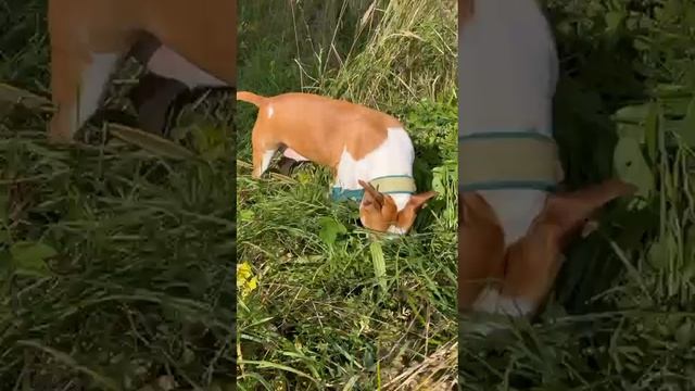 rutube.ru