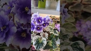 Р-Дурман коллекция фиалок Оксаны Разумовской