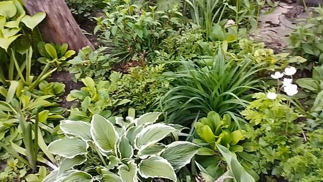 Моя любимая дача в мае. Что значит завершковалась роза смотреть онлайн