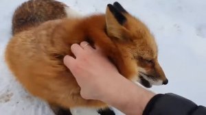 Алиса - Лиса / Прикольные Моменты с Алисой ч. 88 / Alice the Fox