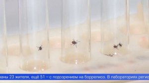 11 тысяч случаев присасывания клещей зарегистрировано в Свердловской области с начала сезона