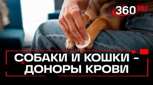 Как собаки и кошки становятся донорами крови
