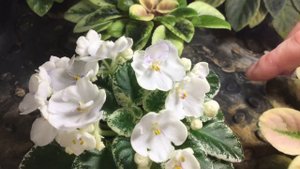 мини фиалки. мои новинки.