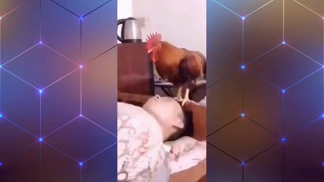 ПРИКОЛЫ В ТИК ТОК /ЧУДИКИ ИЗ ТИК ТОК /Top TikTok/Тик ток Лучшие приколы