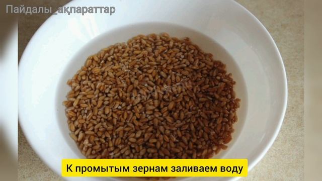 Өнген бидай Сіз бұны білмедіңіз Пророщенная пшениц