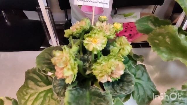 Київ #♥️ Сюрприз на виставке. Вони чудові ♥️