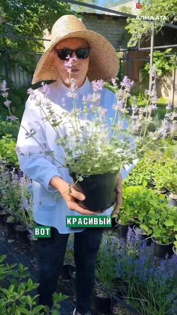#алматы #сад #гортензия #дача #питомникрастений #огород