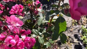 Роза Angela,(АНГЕЛА,АНЖЕЛА)Kordes, 1984Флорибунда (08.09.24)ПЕРВОГ?