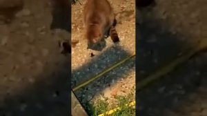 Кот съел большого паука)))))