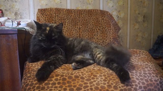 Кошка Соня лежит на стуле в коридоре смотреть онлайн