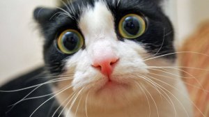 ПРИКОЛЫ С ЖИВОТНЫМИ ДО СЛЕЗ  СМЕШНЫЕ КОТЫ ЛУЧШИЕ ПРИКОЛЫ С КОТАМИ, СОБАКАМИ, КОТИКИ, СОБАЧКИ