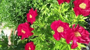 Пионы Маккинок Гранд и Цитерия 20.05.20