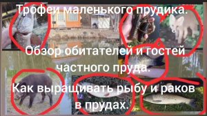 Обзор трофейной рыбы, диких гостей малого пруда. Выращивание рыбы и раков в малом пруду.