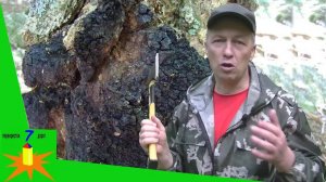 В поисках чаги в лесу: советы от Странника для начинающих сборщиков.