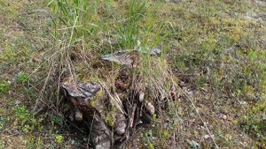 Пенёк Настеньки из сказки "Морозко"