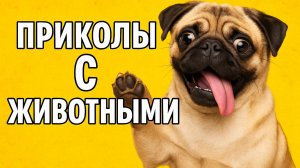 Смех до слёз: лучшие приколы №144