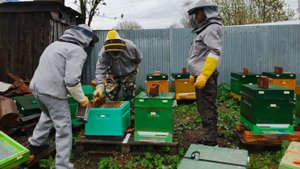 начинающие пчеловоды Севера ,забирают пчёл.