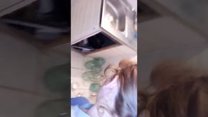 Канализационная крыса пробралась в дом через унитаз