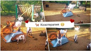 Реакция камерунских коз на тачку