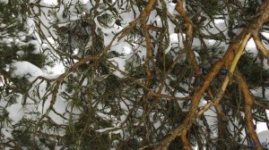 Кадры природы, которые выглядят как фантастика! - ABCD -- Pudge -- Chippy Peas