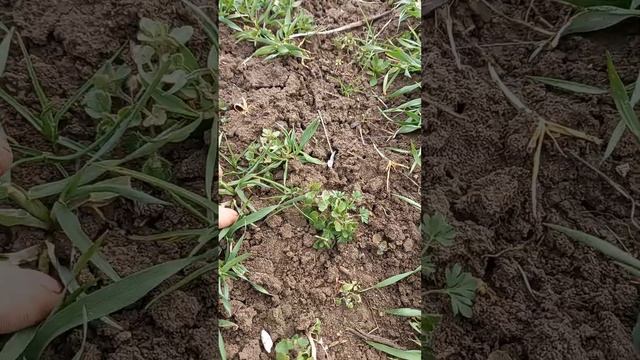 Кущение ячменя при норме высева 110кг 11 марта 2024 г. смотреть онлайн