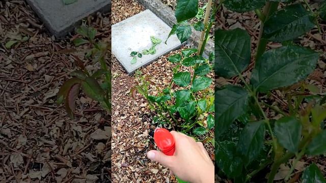 Осторожно, ржавчина на розах! Как выглядит  заболевани