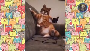 Приколы с котами | Коты Из Тик-тока | Коты 2022 года | Смешная подборка #16