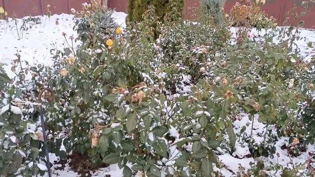 Анти укрытие роз на зиму!!! Ломаем стереотипы!! смотреть онлайн