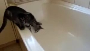 Прикол  Кот падает в ванну с водой