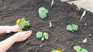 🔥 СЕКРЕТ БОЛЬШОГО УРОЖАЯ ОГУРЦОВ! Всего 2 ложки в лунку