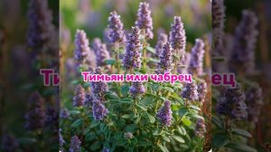 Лекарственное растение тимьян.
