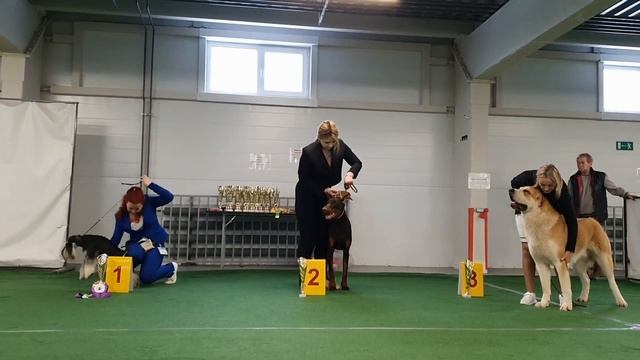 09.02.2025, СПб. Клуб "Каскад". Выставка собак САС 2 группы FCI смотреть онлайн