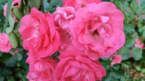 Кровавые цветы 387 серия русская озвучка | Тарык придум?