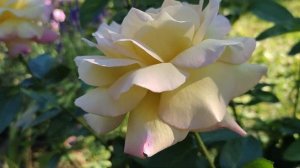 🌹Роза Глория Дей - красотка 20 века!