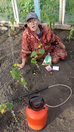 При такой внекорневой подкормке, вырастут чудесные огурчики.