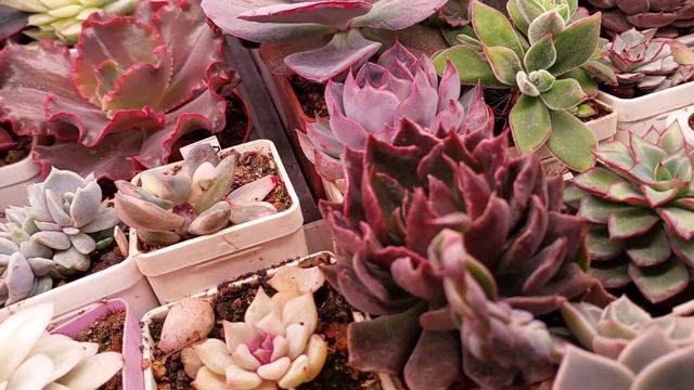 Суккуленты. Эхеверии с монстрозными листьями. Ответы смотреть онлайн