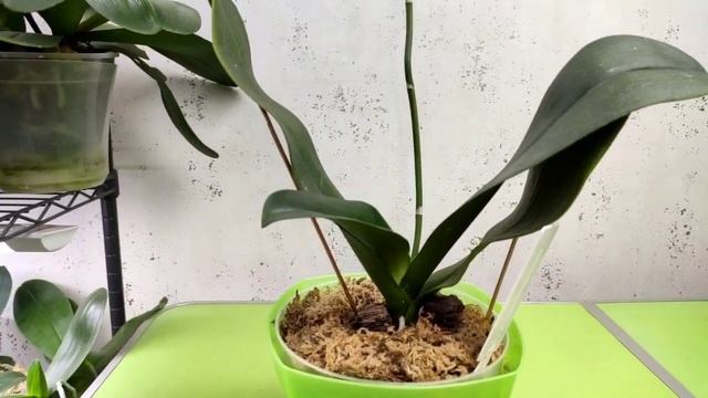 Тургор листя у орхідей. Чому зникає і як повернути? Не? смотреть онлайн