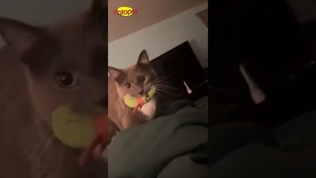 Животные в шоке!  Приколы с котами и собаками  Лу