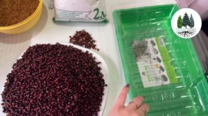 Как стратифицировать семена кедрового стланика , да и